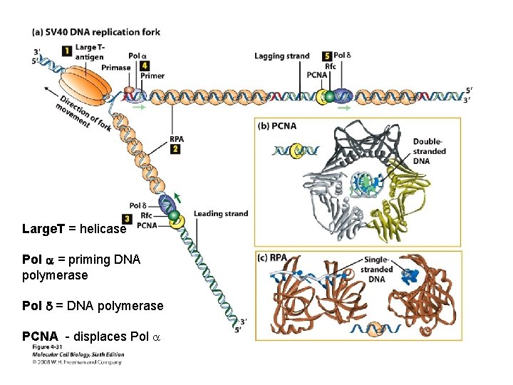 Large. T = helicase Pol a = priming DNA polymerase Pol d = DNA