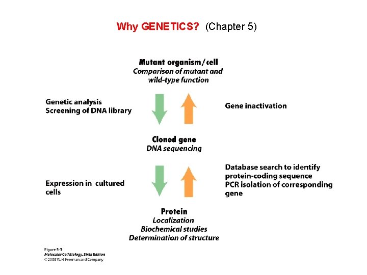 Why GENETICS? (Chapter 5) 