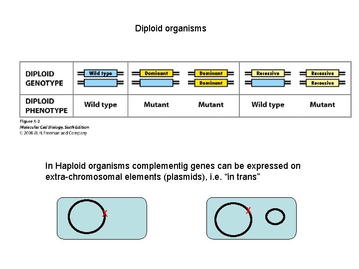Diploid organisms In Haploid organisms complementig genes can be expressed on extra-chromosomal elements (plasmids),