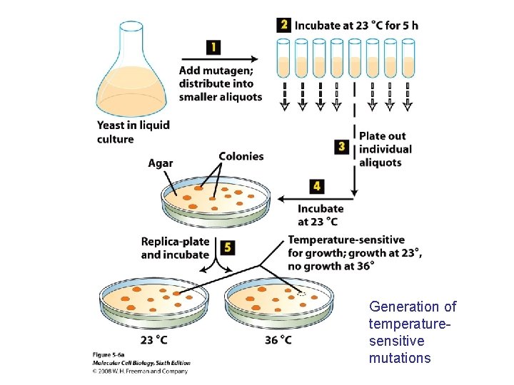 Generation of temperaturesensitive mutations 