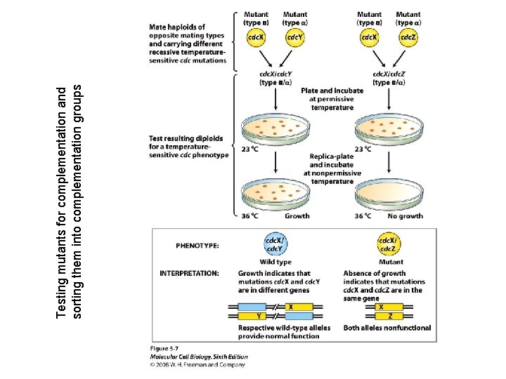 Testing mutants for complementation and sorting them into complementation groups 