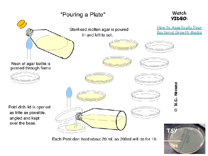 Watch VIDEO: How to Aseptically Pour Bacterial Growth Media TSY 