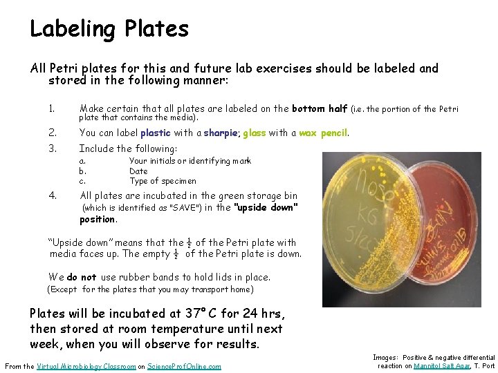 Labeling Plates All Petri plates for this and future lab exercises should be labeled