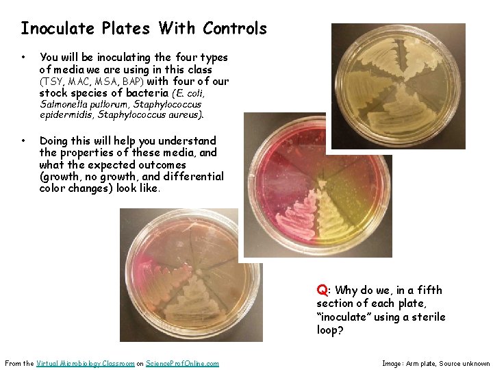 Inoculate Plates With Controls • You will be inoculating the four types of media