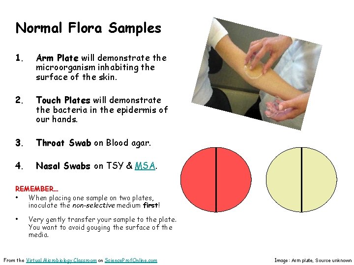 Normal Flora Samples 1. Arm Plate will demonstrate the microorganism inhabiting the surface of