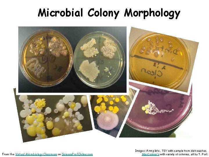 Microbial Colony Morphology From the Virtual Microbiology Classroom on Science. Prof. Online. com Images:
