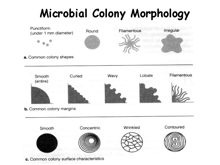 Microbial Colony Morphology 