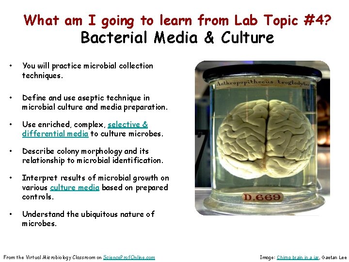What am I going to learn from Lab Topic #4? Bacterial Media & Culture