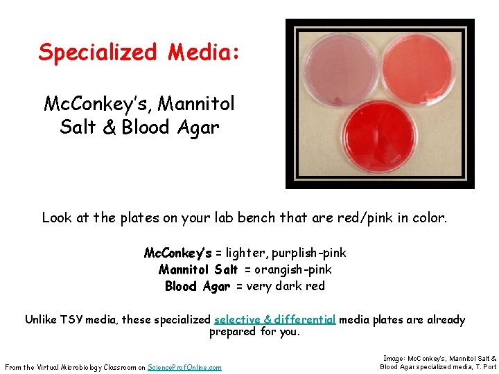 Specialized Media: Mc. Conkey’s, Mannitol Salt & Blood Agar Look at the plates on