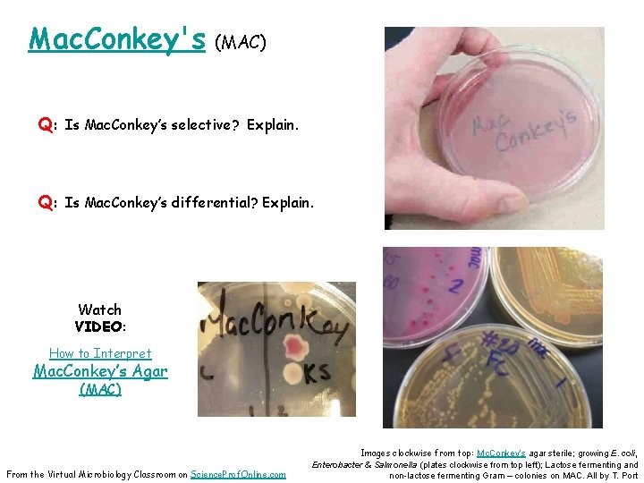 Mac. Conkey's (MAC) Q: Is Mac. Conkey’s selective? Explain. Q: Is Mac. Conkey’s differential?