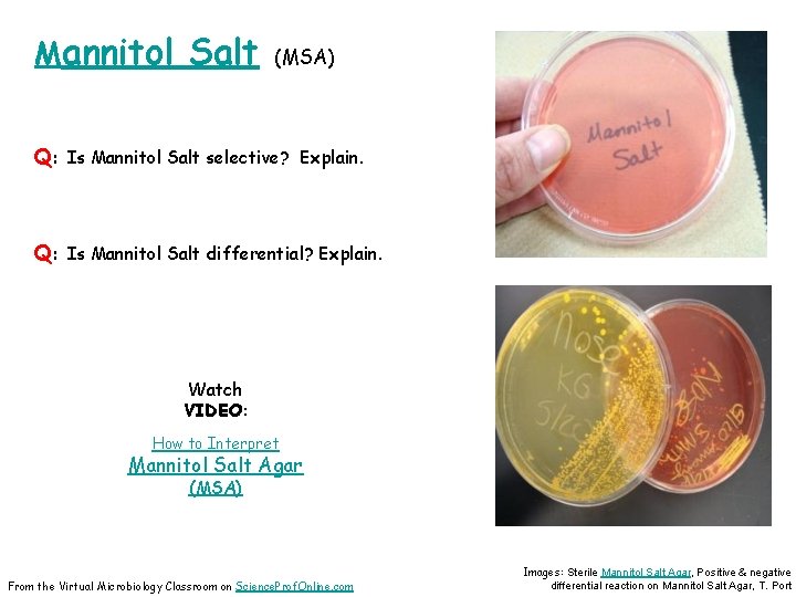 Mannitol Salt (MSA) Q: Is Mannitol Salt selective? Explain. Q: Is Mannitol Salt differential?