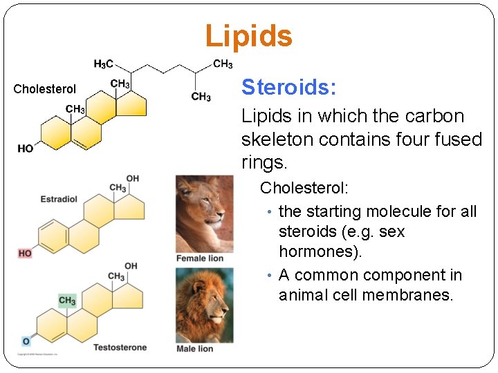Lipids Cholesterol Steroids: Lipids in which the carbon skeleton contains four fused rings. Cholesterol: