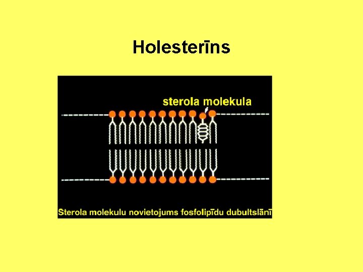 Holesterīns 