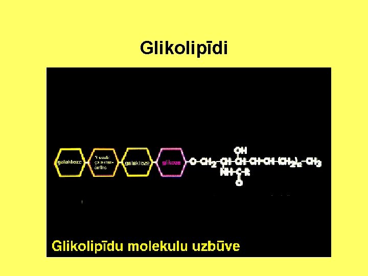 Glikolipīdi 