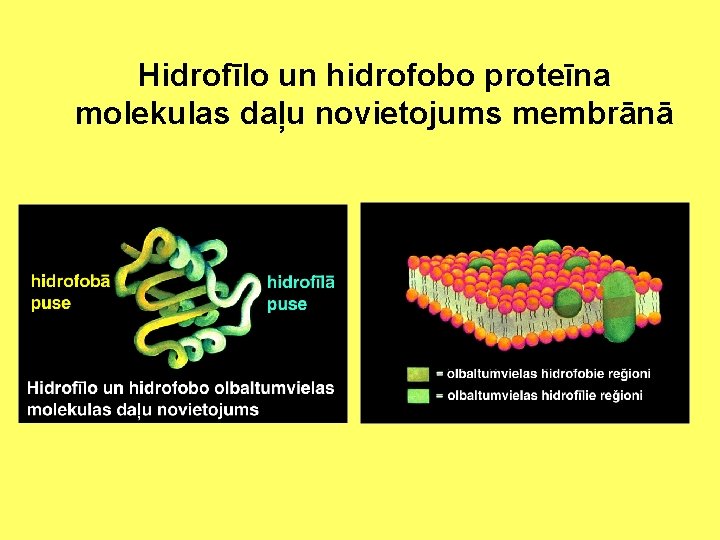 Hidrofīlo un hidrofobo proteīna molekulas daļu novietojums membrānā 