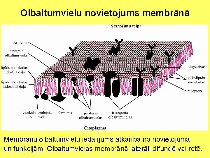 Olbaltumvielu novietojums membrānā Membrānu olbaltumvielu iedalījums atkarībā no novietojuma un funkcijām. Olbaltumvielas membrānā laterāli