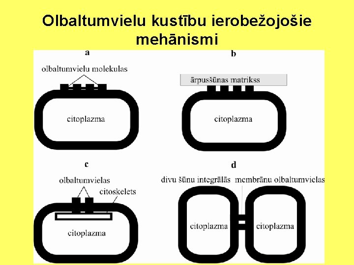 Olbaltumvielu kustību ierobežojošie mehānismi 