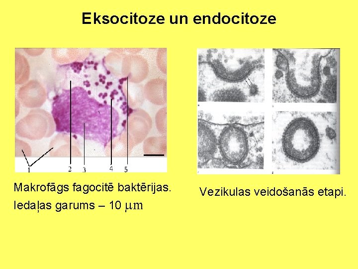 Eksocitoze un endocitoze Makrofāgs fagocitē baktērijas. Iedaļas garums – 10 mm Vezikulas veidošanās etapi.