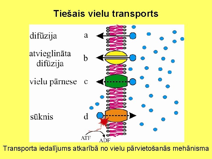 Tiešais vielu transports Transporta iedalījums atkarībā no vielu pārvietošanās mehānisma 