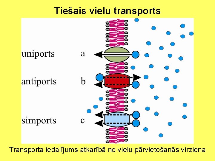 Tiešais vielu transports Transporta iedalījums atkarībā no vielu pārvietošanās virziena 