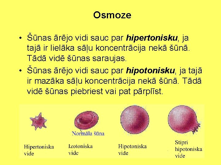 Osmoze • Šūnas ārējo vidi sauc par hipertonisku, ja tajā ir lielāka sāļu koncentrācija