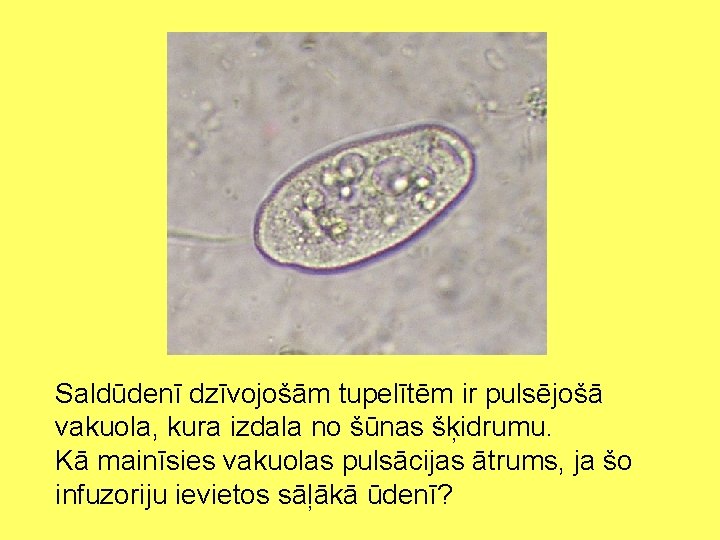 Saldūdenī dzīvojošām tupelītēm ir pulsējošā vakuola, kura izdala no šūnas šķidrumu. Kā mainīsies vakuolas