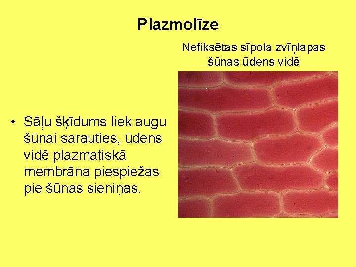Plazmolīze Nefiksētas sīpola zvīņlapas šūnas ūdens vidē • Sāļu šķīdums liek augu šūnai sarauties,