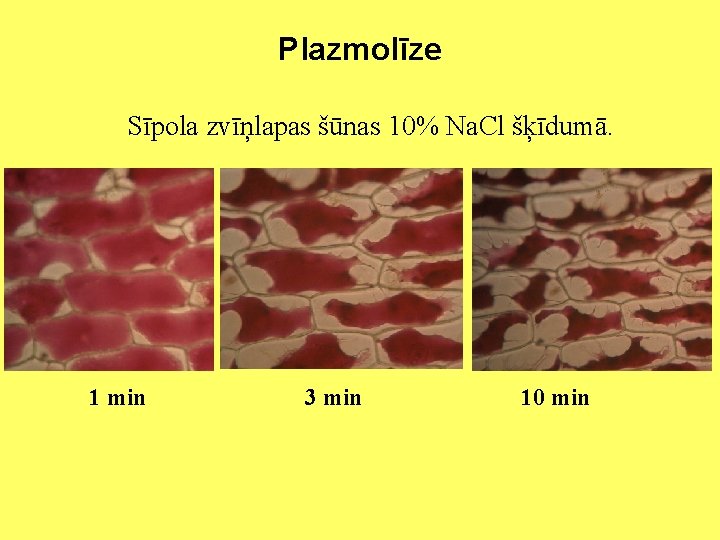 Plazmolīze Sīpola zvīņlapas šūnas 10% Na. Cl šķīdumā. 1 min 3 min 10 min