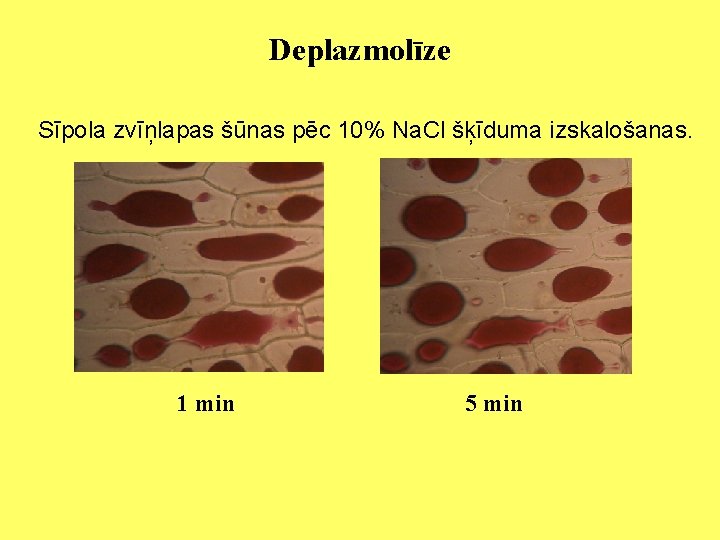 Deplazmolīze Sīpola zvīņlapas šūnas pēc 10% Na. Cl šķīduma izskalošanas. 1 min 5 min