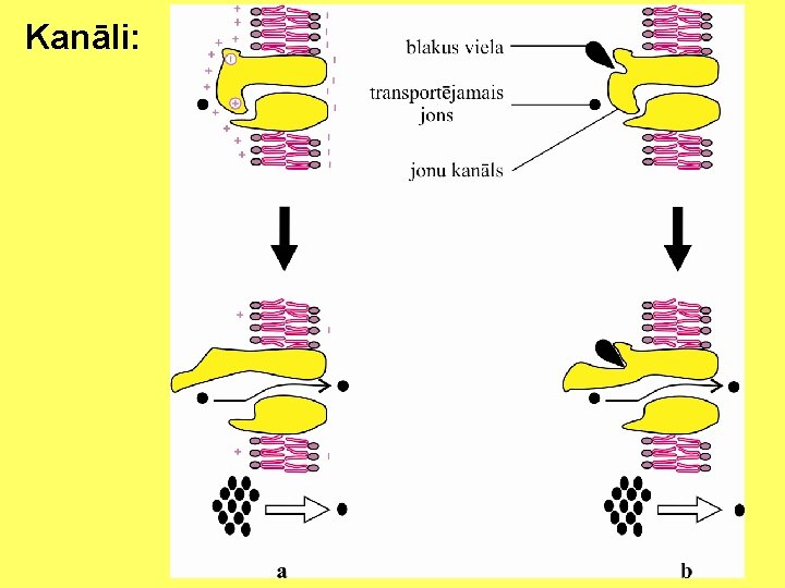 Kanāli: 