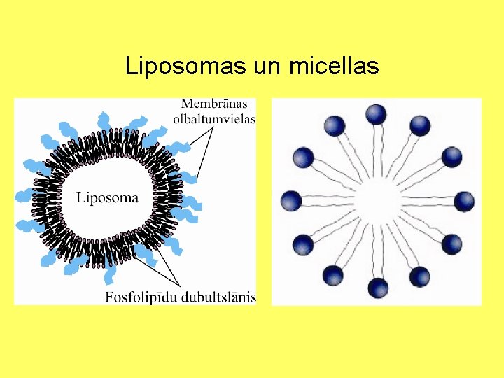 Liposomas un micellas 