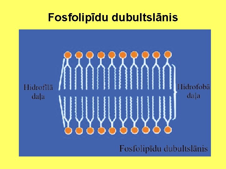 Fosfolipīdu dubultslānis 