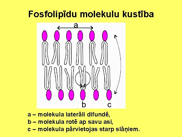 Fosfolipīdu molekulu kustība a – molekula laterāli difundē, b – molekula rotē ap savu