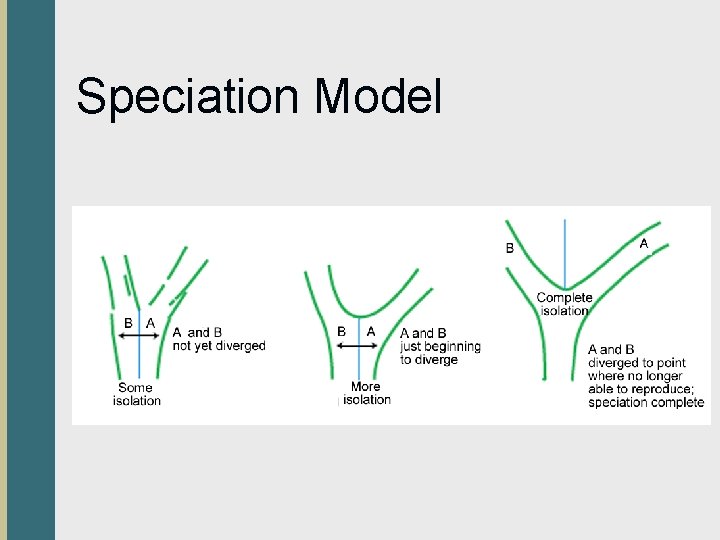 Speciation Model 