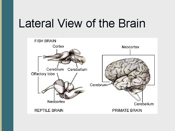 Lateral View of the Brain 