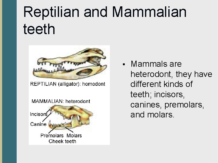 Reptilian and Mammalian teeth § Mammals are heterodont, they have different kinds of teeth;