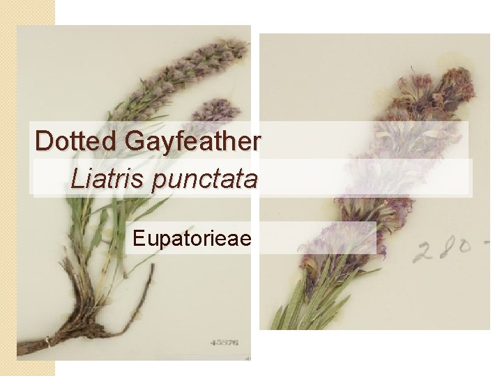 Dotted Gayfeather Liatris punctata Eupatorieae 
