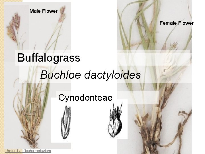 Male Flower Female Flower Buffalograss Buchloe dactyloides Cynodonteae University of Idaho Herbarium 