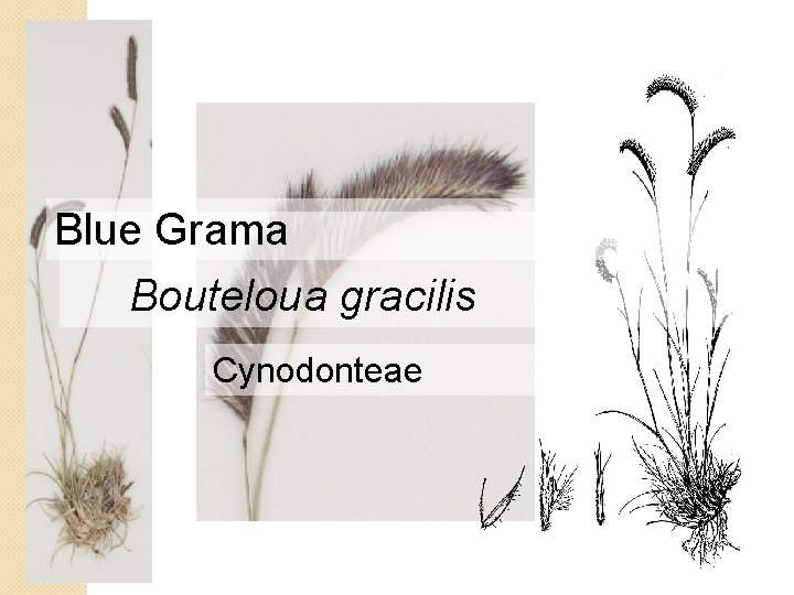 Blue Grama Bouteloua gracilis Cynodonteae 