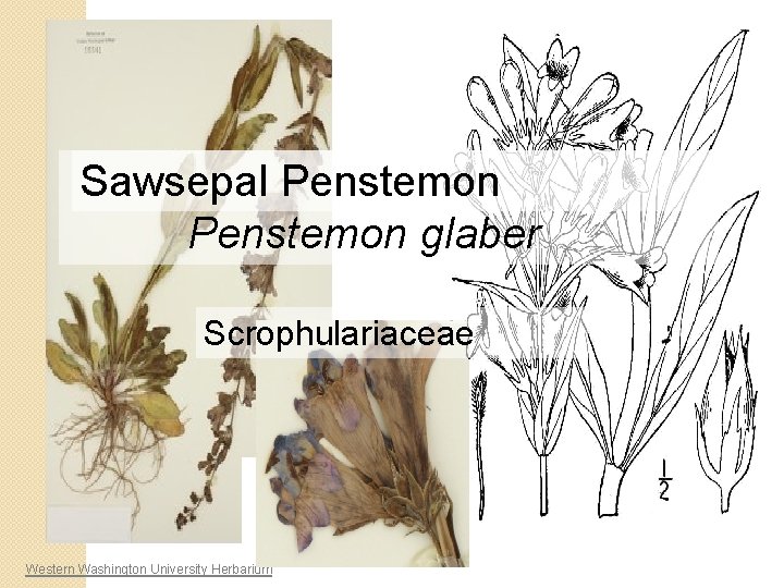 Sawsepal Penstemon glaber Scrophulariaceae Western Washington University Herbarium 