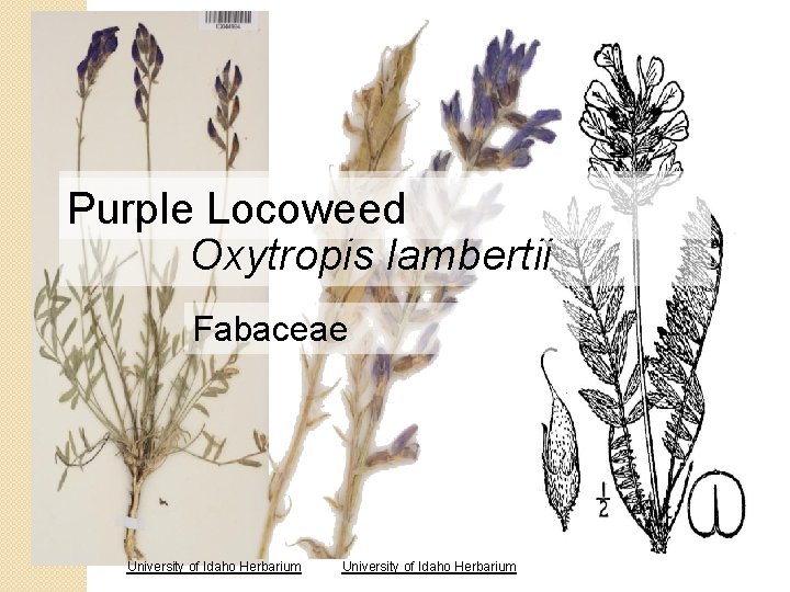 Purple Locoweed Oxytropis lambertii Fabaceae University of Idaho Herbarium 