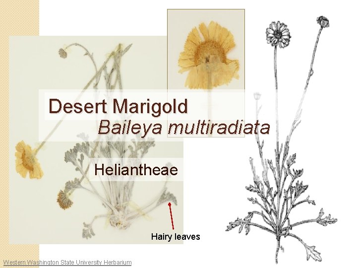 Desert Marigold Baileya multiradiata Heliantheae Hairy leaves Western Washington State University Herbarium 