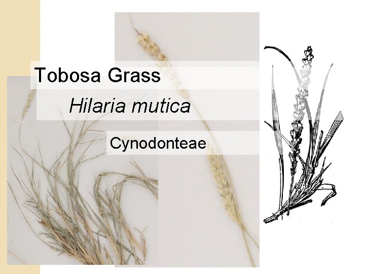 Tobosa Grass Hilaria mutica Cynodonteae 