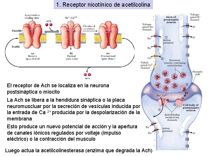 1. Receptor nicotínico de acetilcolina El receptor de Ach se localiza en la neurona