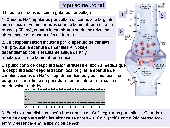 Impulso neuronal 3 tipos de canales iónicos regulados por voltaje 1. Canales regulados por