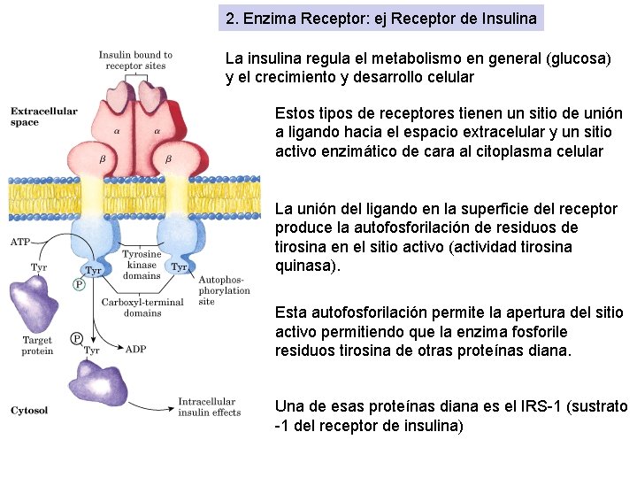 2. Enzima Receptor: ej Receptor de Insulina La insulina regula el metabolismo en general