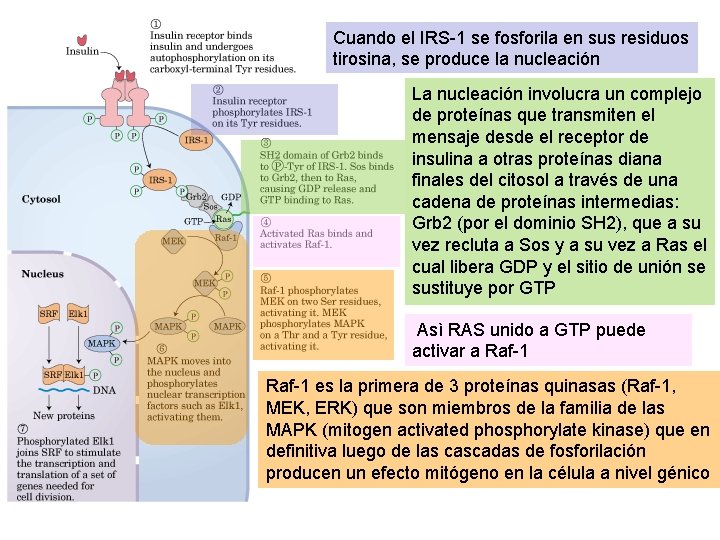 Cuando el IRS-1 se fosforila en sus residuos tirosina, se produce la nucleación La