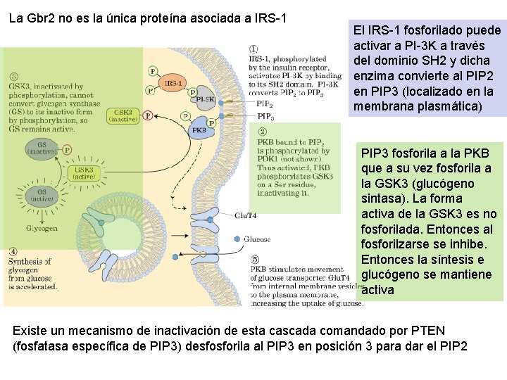 La Gbr 2 no es la única proteína asociada a IRS-1 El IRS-1 fosforilado