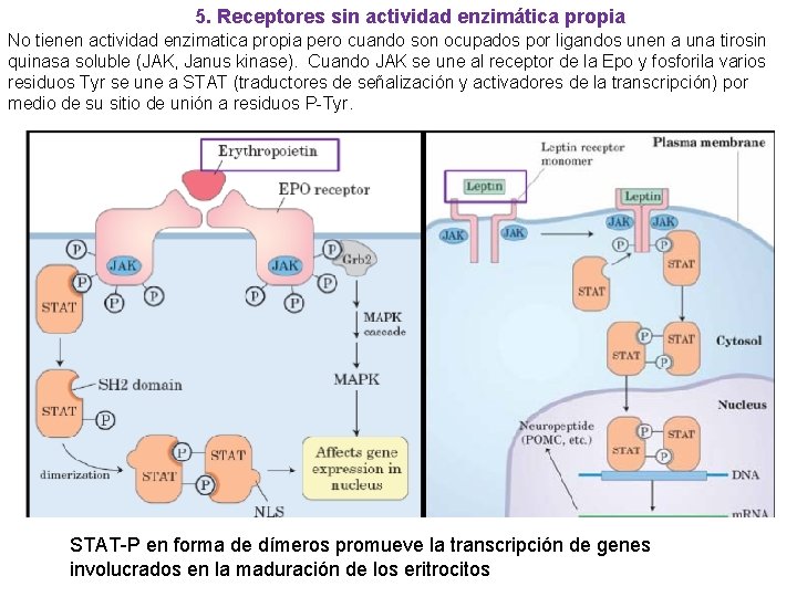 5. Receptores sin actividad enzimática propia No tienen actividad enzimatica propia pero cuando son