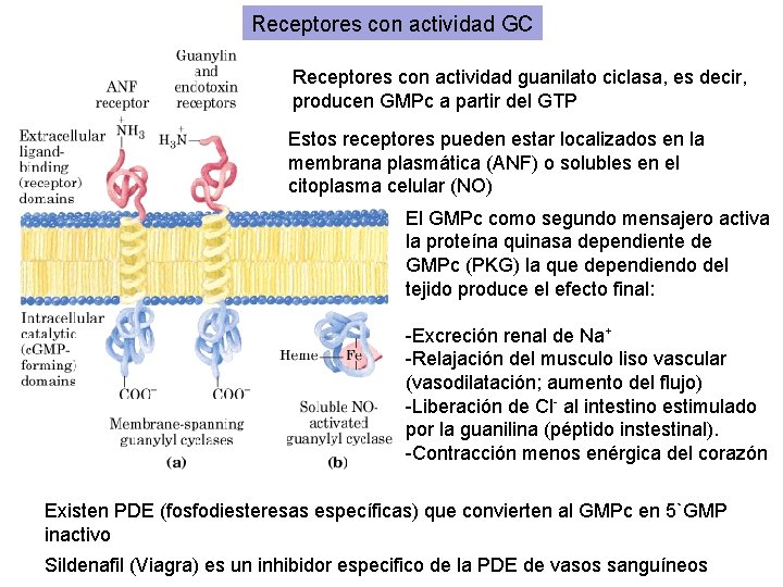 Receptores con actividad GC Receptores con actividad guanilato ciclasa, es decir, producen GMPc a